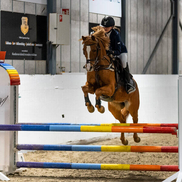 Annet - Norsk sportsponni