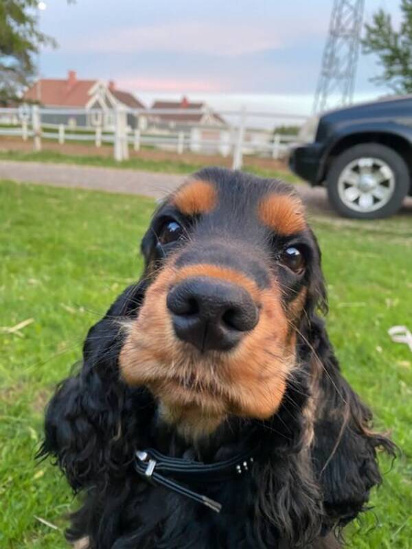 Hund - Coskerspaniel