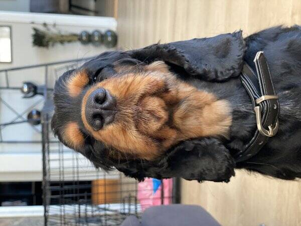 Hund - Coskerspaniel