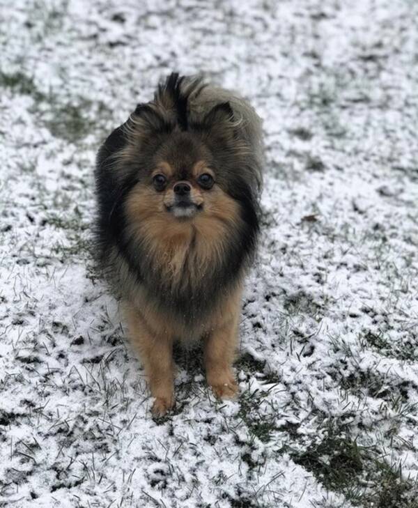 Hund - Chihuahua & Pomeranian