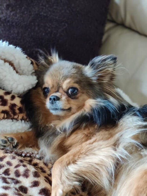 Hund - Chihuahua & Pomeranian Hund - Chihuahua & Pomeranian