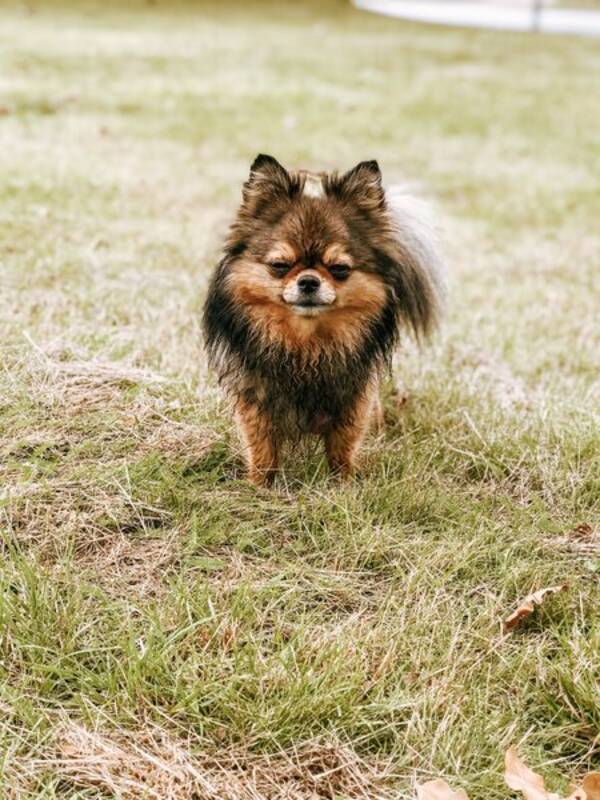 Hund - Chihuahua & Pomeranian