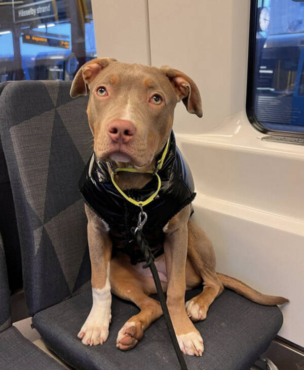 Hund - Bully xl Lucy