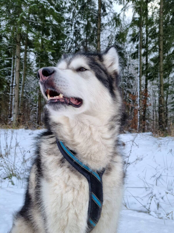 Hund - Texas - Alaskan malanute