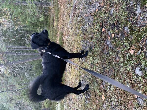 Hund
