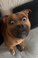 Staffordshire Bullterrier