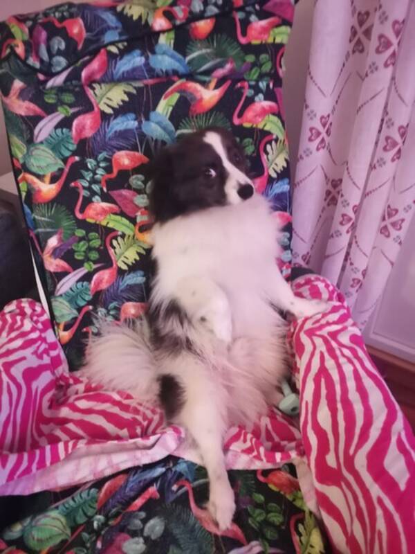 Hund