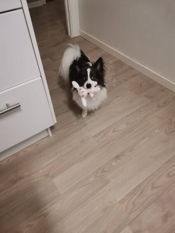 Hund