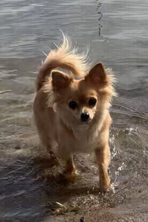 Hund - Chihuahua 