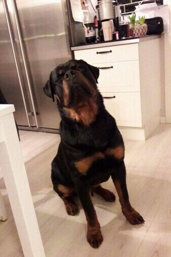 Hund - Rottweiler DALTON