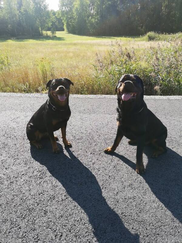 Hund - Rottweiler DORIS och DALTON