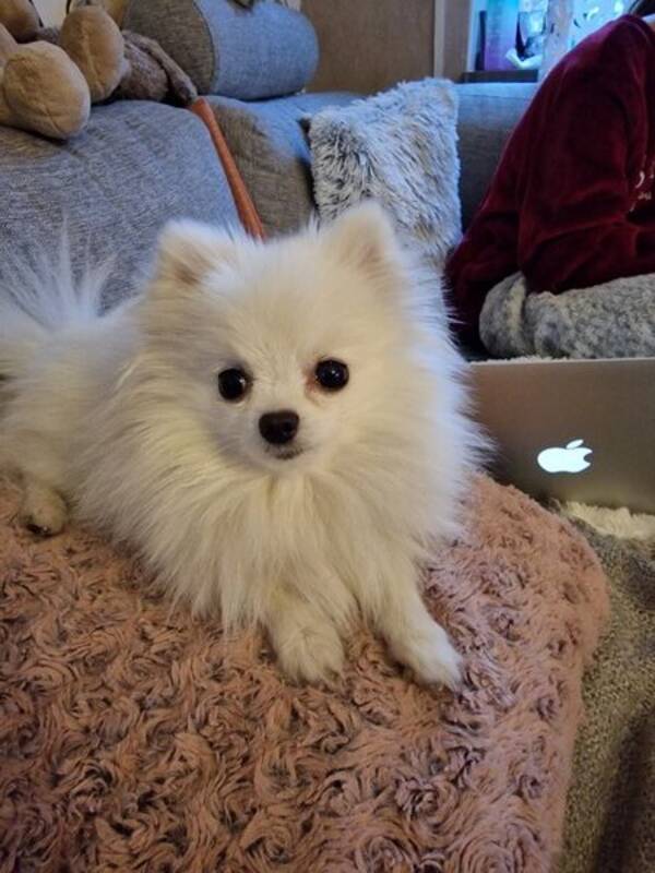 Hund - Pomeranian vit