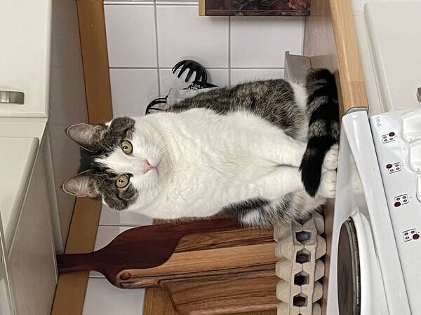 Katt - Katten Poe