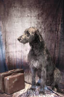 Irländska varghunden KERBEROZ