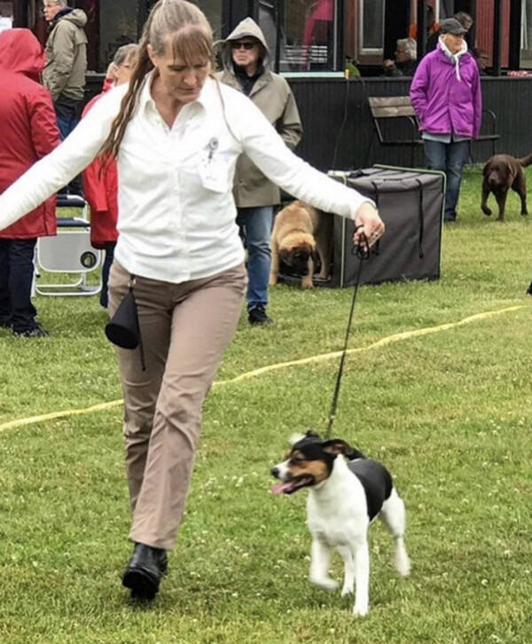 Hund - Dansk svensk grdshund  Oscar 