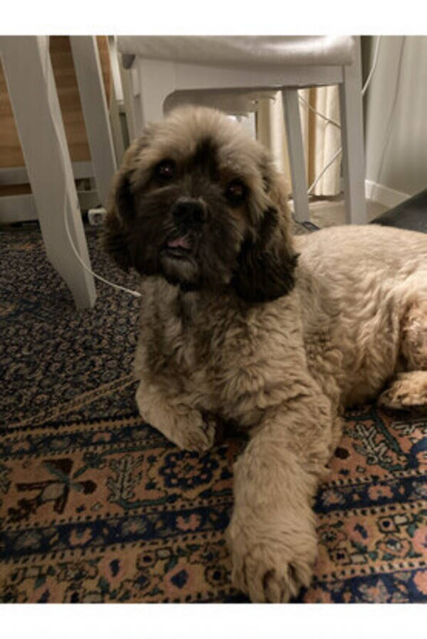 Hund - Blandras Nelson