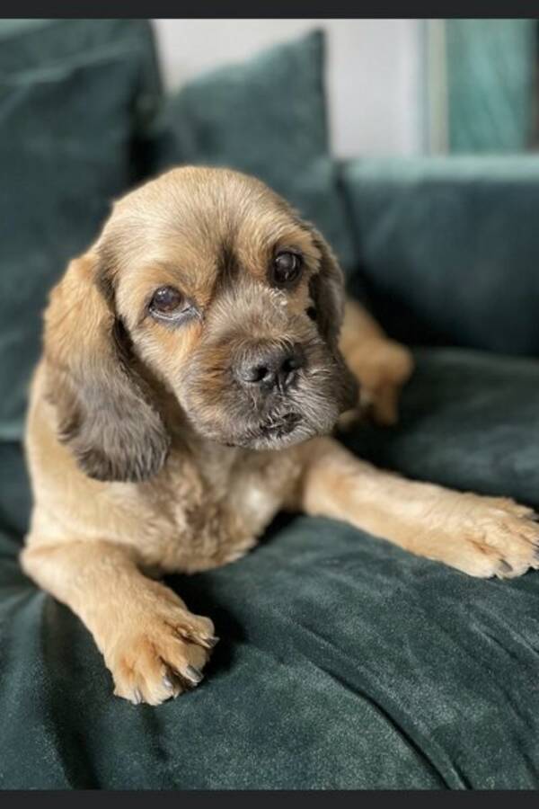 Hund - Blandras Nelson