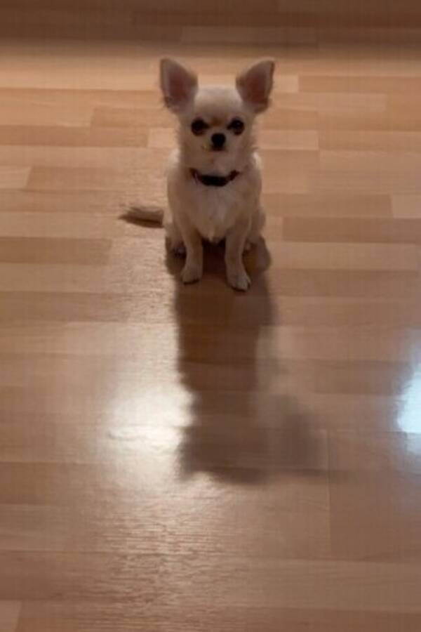 Hund - Chihuhua Lucy 