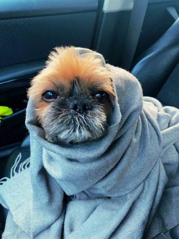 Hund - Shih Tzu, Cody