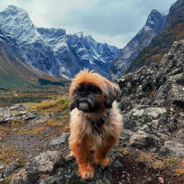 Hund - Shih Tzu, Cody