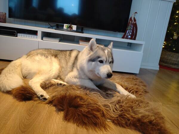 Hund - Sibirsk husky 