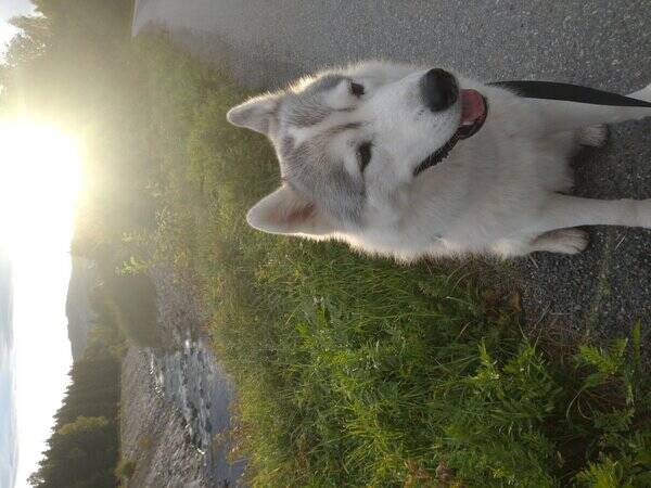 Hund - Sibirsk husky 