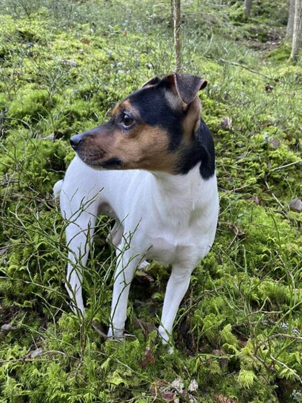 Hund - Terrier Brasileiro- Skumpan