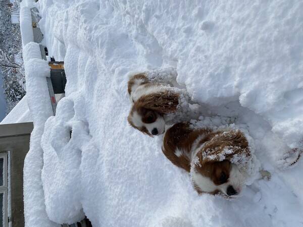 Hund - Cavalier king Charles Spaniels