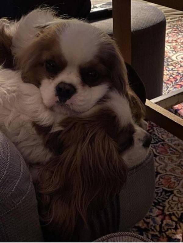 Hund - Cavalier king Charles Spaniels
