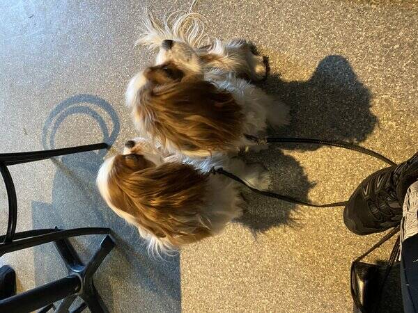 Hund - Cavalier king Charles Spaniels