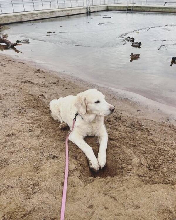 Hund - Golden Retriver