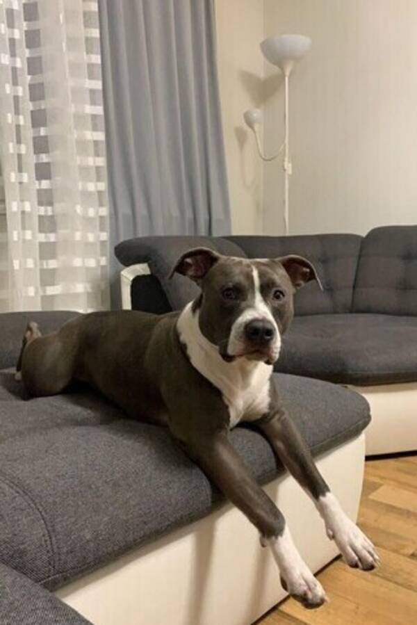 Hund - Enzo / amstaff Hund - Enzo / amstaff