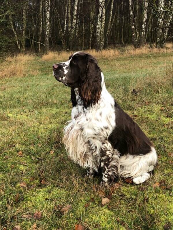 Hund - Engelsk springer spaniel