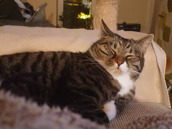 Katt - Sillen Makrillen