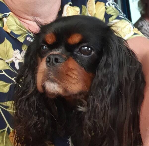 Hund