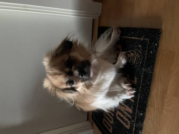 Hund - Tibetansk spaniel