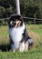 Kimba - Langhret Collie