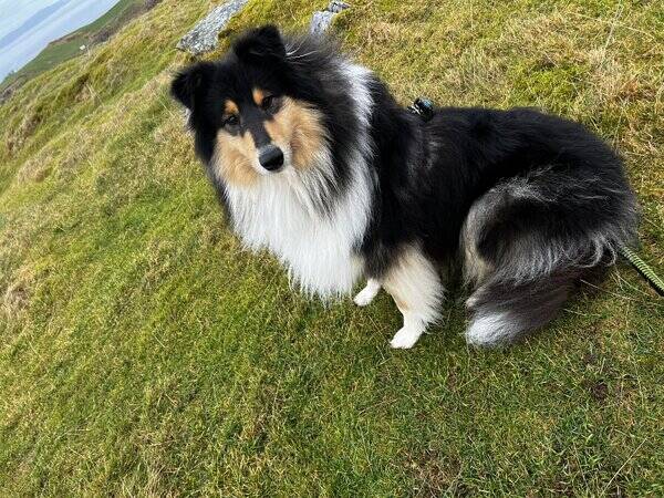 Hund - Kimba - Langhret Collie