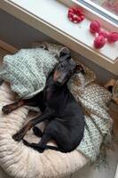 Donna - Manchester Terrier