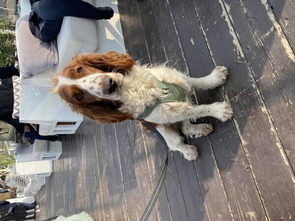 Hund