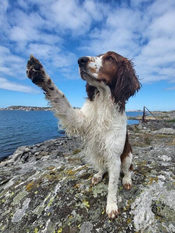Hund