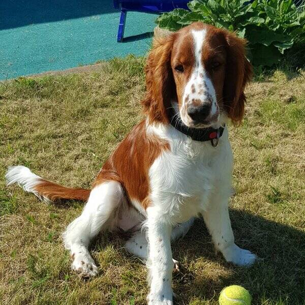 Hund