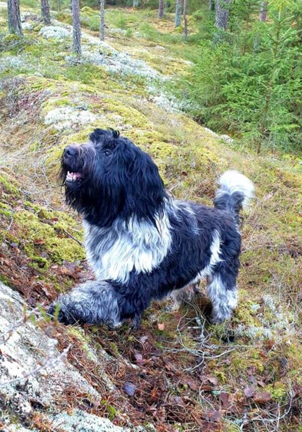 Hund