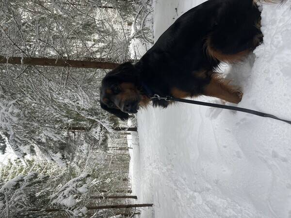 Hund - Blandingshund Hund - Blandingshund