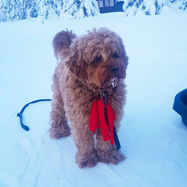 Hund - Cockapoo Hund - Cockapoo