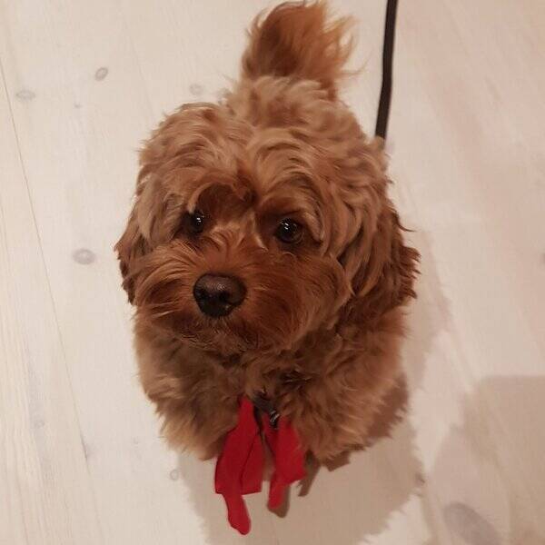 Hund - Cockapoo Hund - Cockapoo