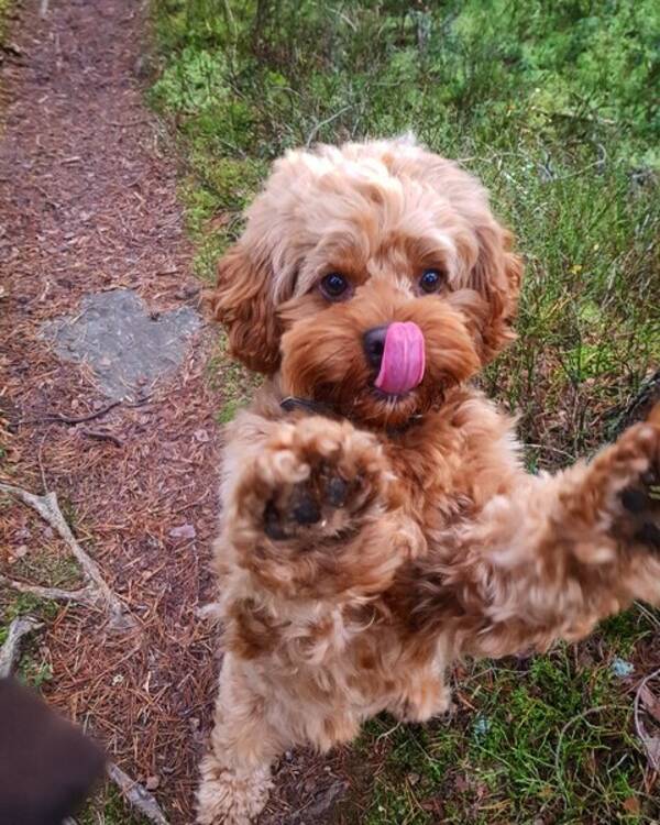 Hund - Cockapoo Hund - Cockapoo