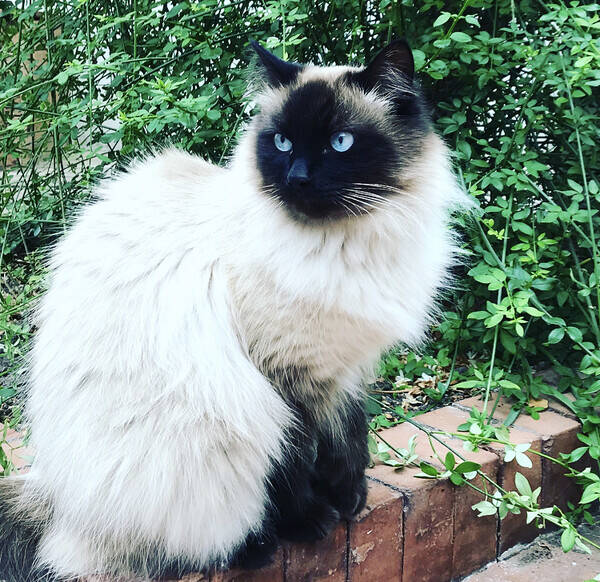 Katt - Sotiz