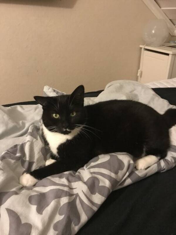 Katt - Sotie Katt - Sotie