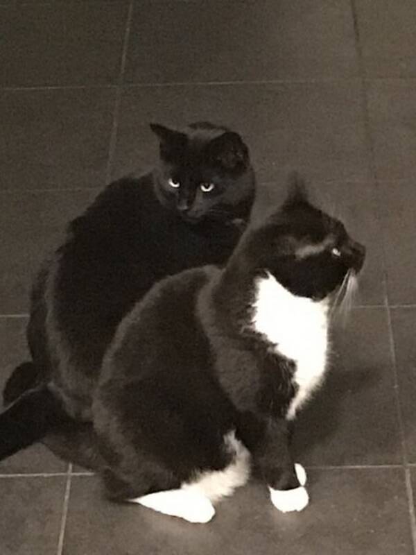 Katt - Sotie Katt - Sotie